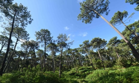 The European Commission’s forest strategy includes a goal to plant 3bn trees across the EU by 2030.