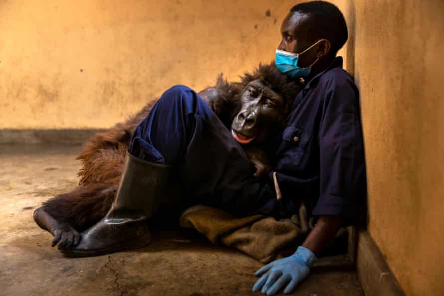 La muerte del gorila de montaña Ndakasi