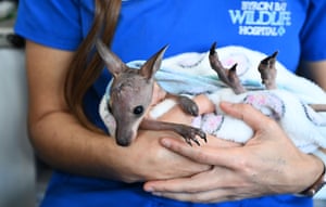Uma mulher com uniforme de enfermeira embala um pequeno wallaby em um cobertor - seu corpo é apenas um pouco mais longo que suas mãos