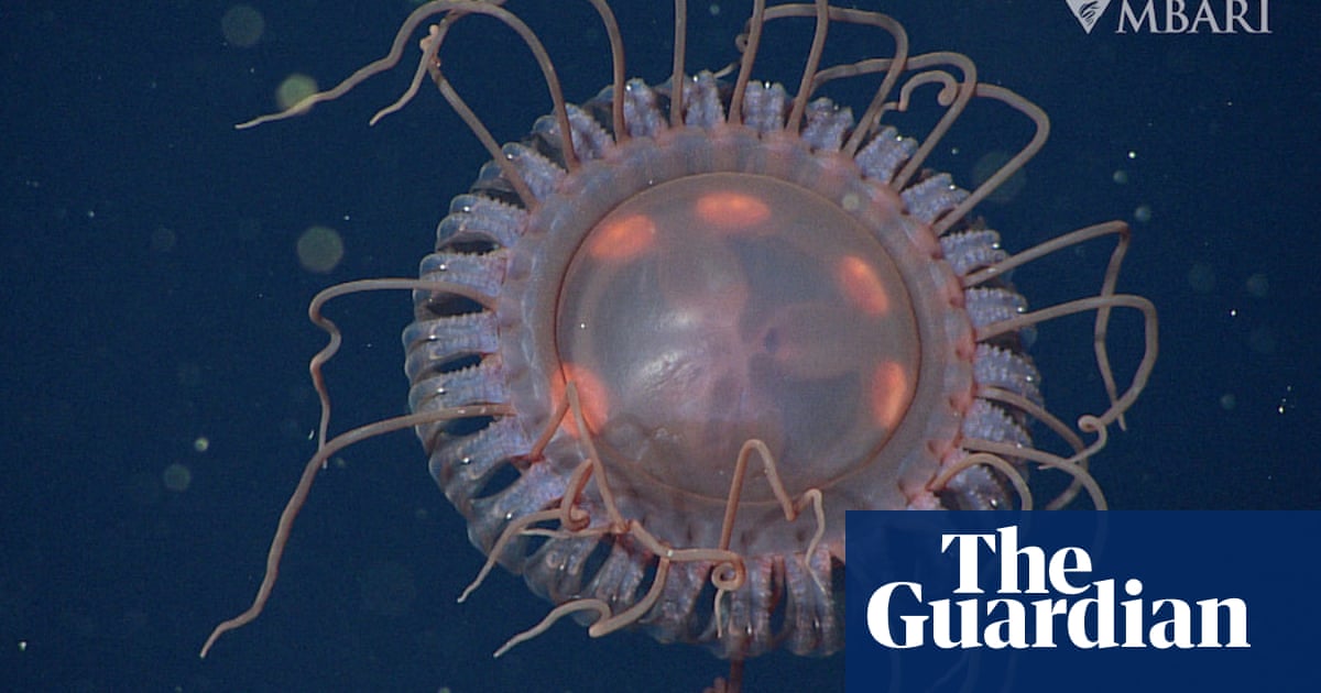 ‘Unusual’ deep-sea jellyfish discovered off California coast