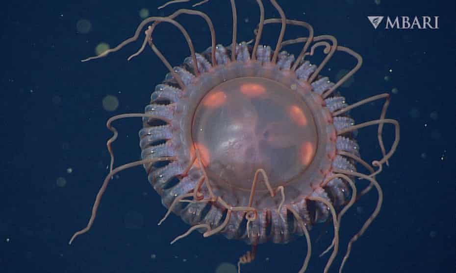 A new species of deep-sea crown jelly, Atolla reynoldsi, discovered by MBARI researchers.