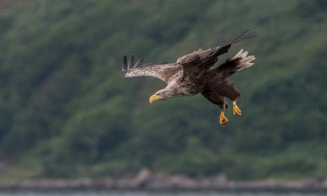 A sea eagle in flight, Isle of Mull, Scotland
