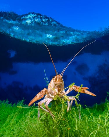 Green vegetation, crayfish, blue water and mountains