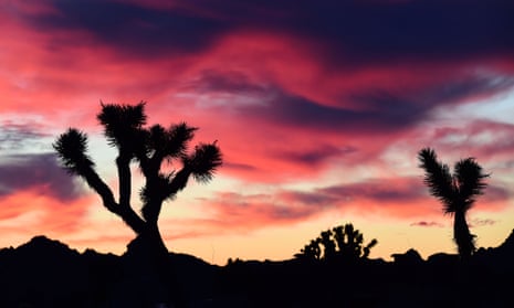 Parks such as Joshua Tree, in southern California, are facing a shortage of park rangers. 