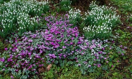 Snowdrops and Cyclamen.