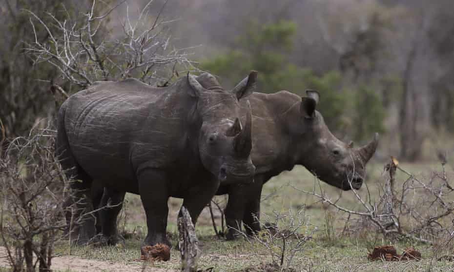 An online sale of South African rhino horns ‘yielded fewer bidders and fewer sales than anticipated’.