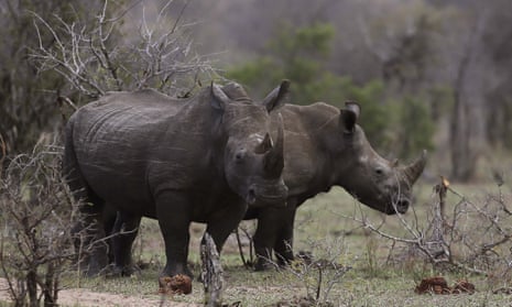 Rhinos graze in Kruger National Park in South Africa. Conservationist fear that this week’s online auction of rhino horns will fuel the surge in rhino poaching that has occurred at record levels in the past decade. 