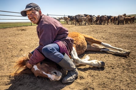 Munkhbold Dashnyam crouches over a horse lying on its side