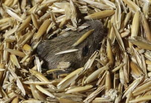 A mouse pokes his nose out while hiding in stored grain on a farm near Tottenham