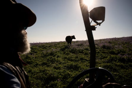 Charlie Arnott checks on his cattle.