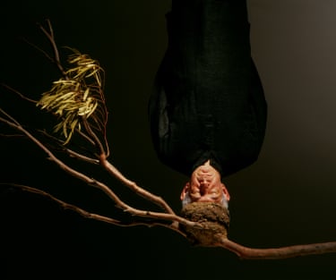 A painting of a man standing on his head in a bird nest that sits on a gum branch