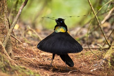 A male western parotia