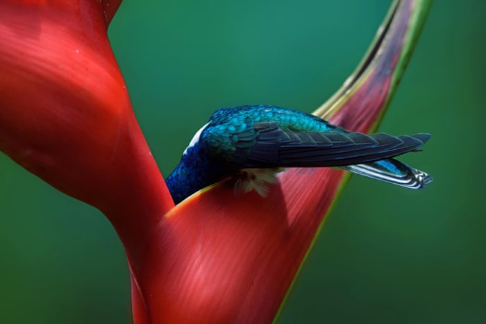 2019 Audubon Photography Awards Winners In Pictures