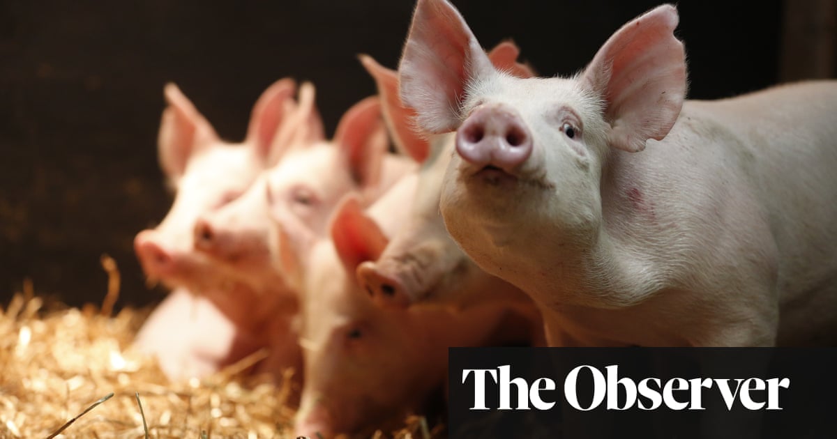 Genetically modified animals | GM | The Guardian