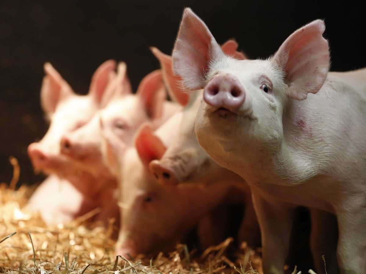 Pictures 5 Animals That Regrow Body Parts
