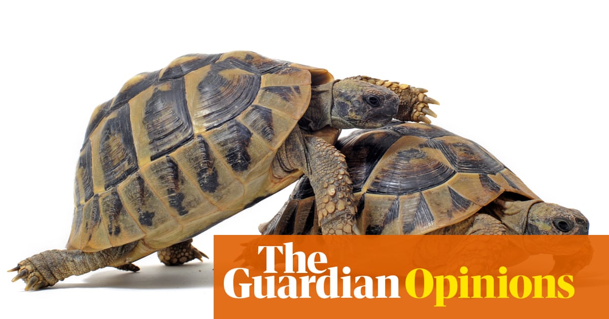 My unexpected working-from-home problem? The noise from my husband's oversexed tortoises