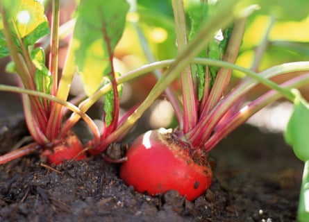 Beets growing in garden