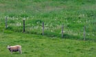 Graze anatomy: what happens when you put up a fence to keep sheep out?