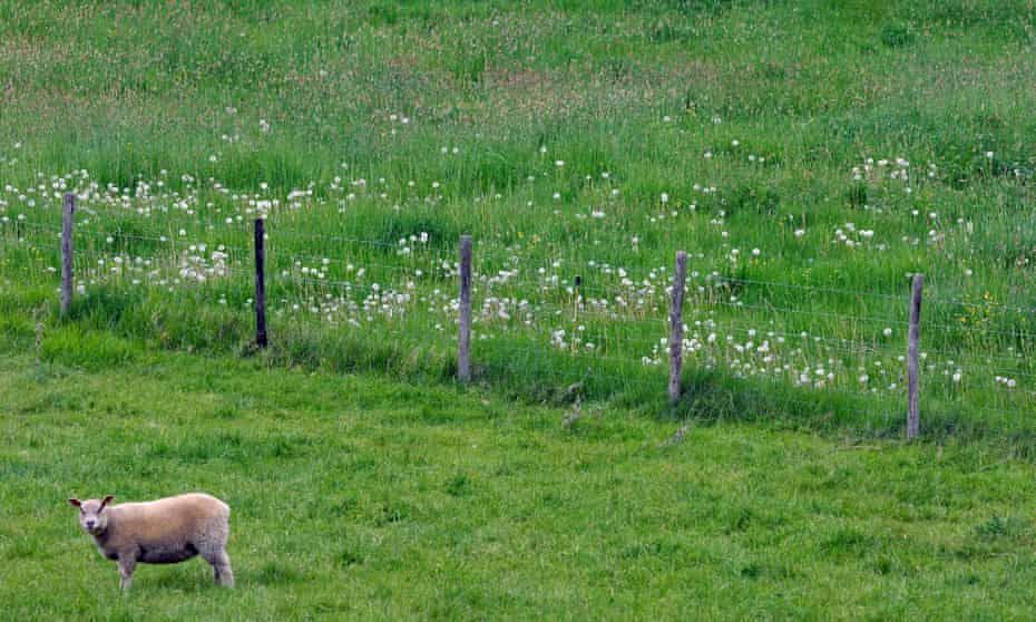 Spot the difference … wildflowers flourish in a field fenced off from sheep.