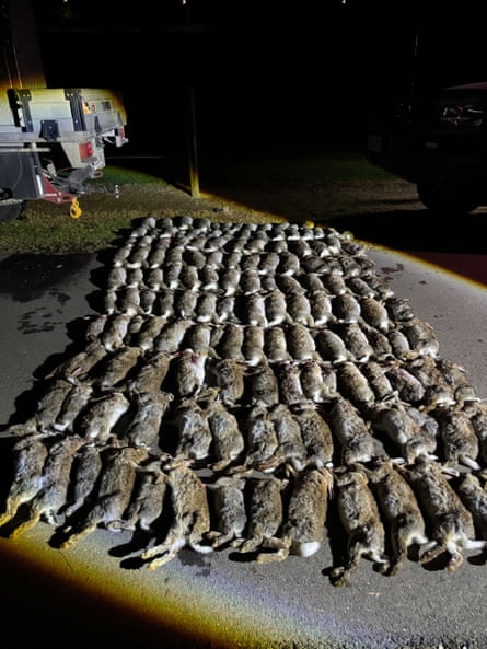 About 100 dead rabbits laid out on a road