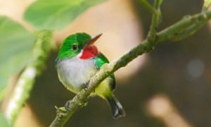 A Puerto Rican tody