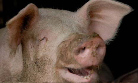 Pig in farm, close-up