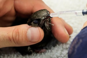 Hands hold the small bird as a syringe pushes water into its beak