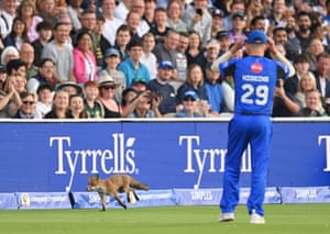 A fox runs around the edge of the cricket field between the spectators and a player dressed in blue