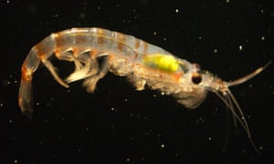 A single krill