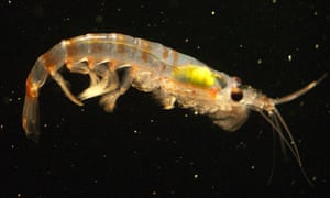 Krill at the Australian Antarctic Division’s krill aquarium in Hobart, Tasmania.