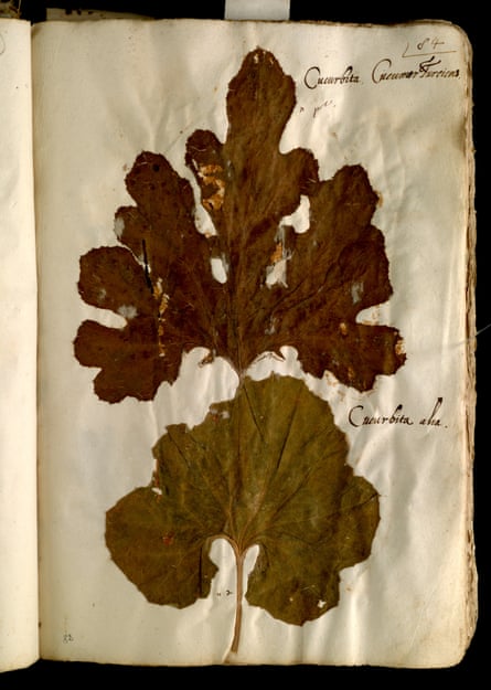 Leaves belonging to Cucurbita pepo – one of the oldest domesticated species – which yields varieties of courgettes, as well as squash and pumpkin.