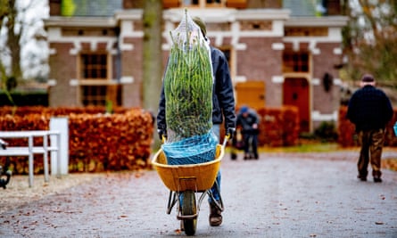 Sustainable Christmas trees for sale on the Duivenvoorde estate, Voorschoten, Netherlands