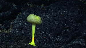 A yellow stalked sponge with a circular head in Nihoa, one of the Northwestern Hawaii islands