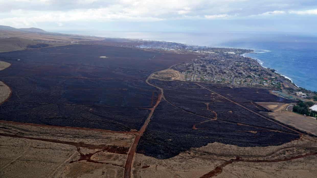 Non-native grass species blamed for ferocity of Hawaii wildfires Non-native grass species blamed for ferocity of Hawaii wildfires