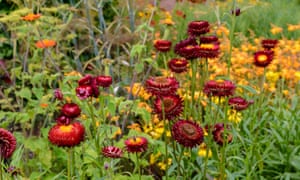 The annual strawflower Helichrysum bracteatum ‘Scarlet’.