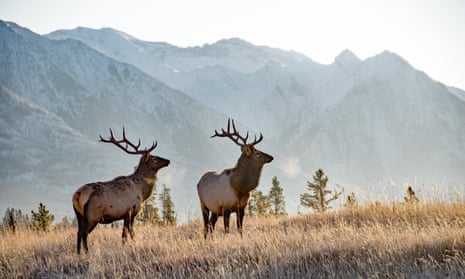 Two large bull elk in Canada’s Banff national park.