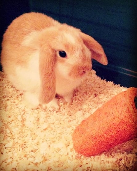 A floppy-eared rabbit sitting on hay with a big orange toy carrot