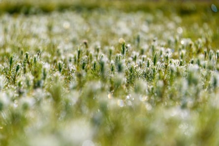 Loblolly pine seedlings fill the frame