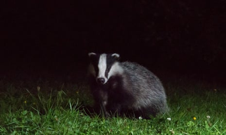 A badger foraging