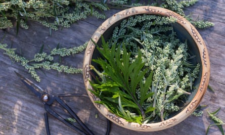 Meet mugwort, the prolific wild herb worth foraging for a treat | Gardening advice | The Guardian
