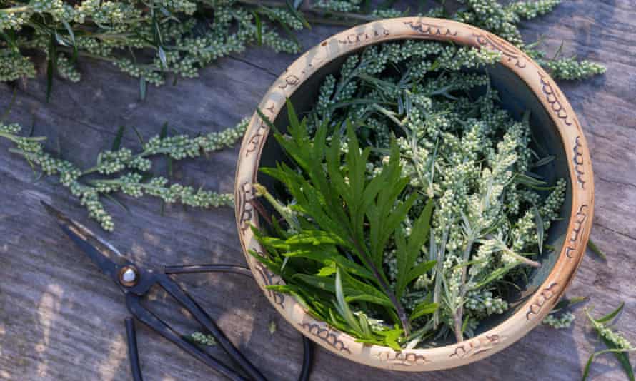 Meet mugwort, the prolific wild herb worth foraging for a treat | Gardening advice