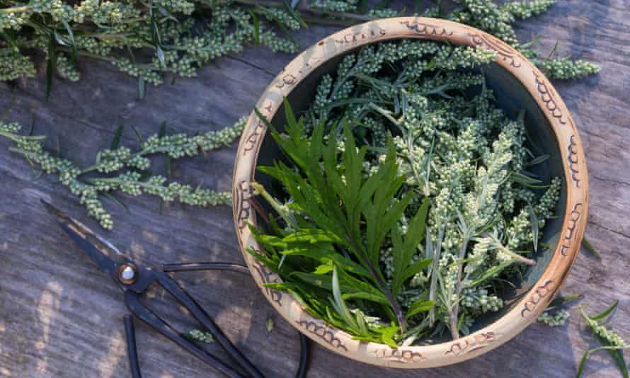 Mugwort has a variety of culinary uses.