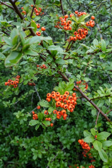 A bush of right orange berries .