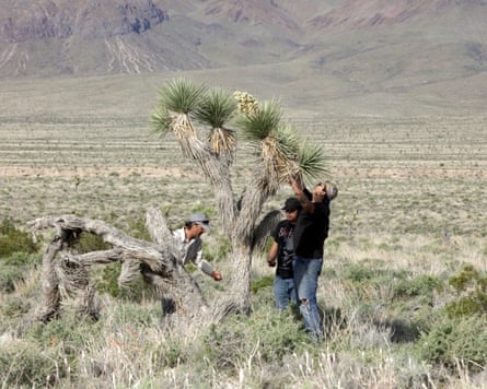 People guidelines nether a tree, reaching up towards its branches