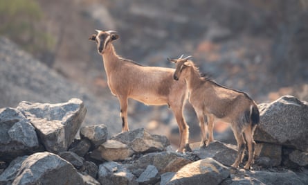 Two goats, one adult and one juvenile, standing atop rocks in Australia.