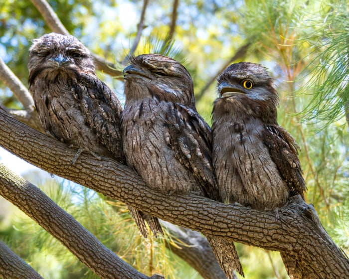 Australian bird of the year enters final countdown as top 10 finalists vie to win 2025 poll