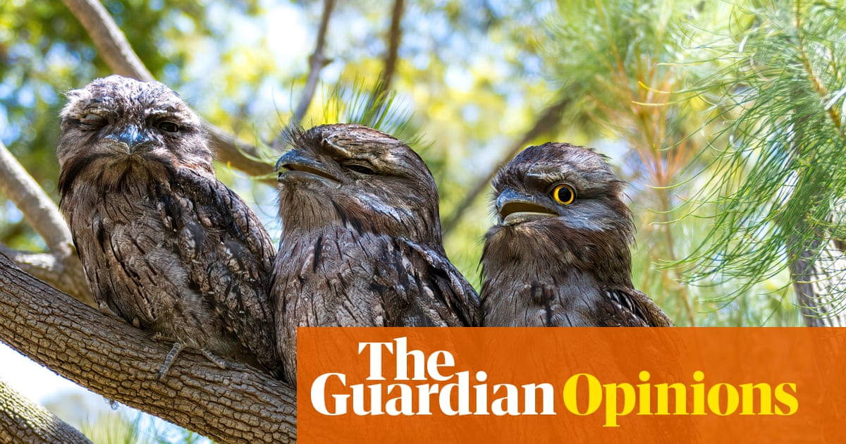 Aerial athletes and unsung hunters by night, tawny frogmouths are more than just their Muppet looks | Debbie Lustig