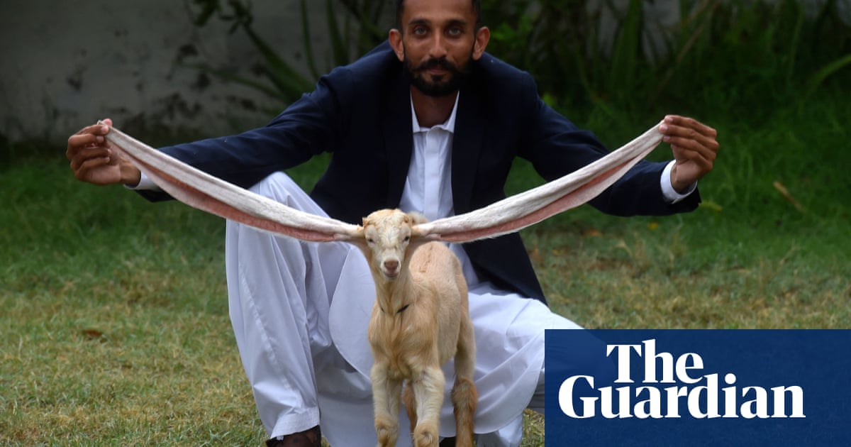 No kidding: long-eared goat becomes media star in Pakistan