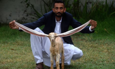 Mohammad Hasan Narejo displays the ears of his kid goat, Simba, in Karachi.
