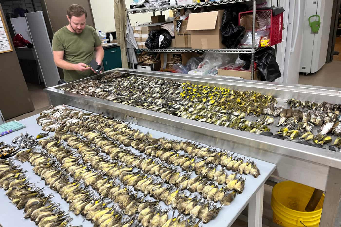 At least 1,000 birds died from colliding with one Chicago building in one day At least 1,000 birds died from colliding with one Chicago building in one day